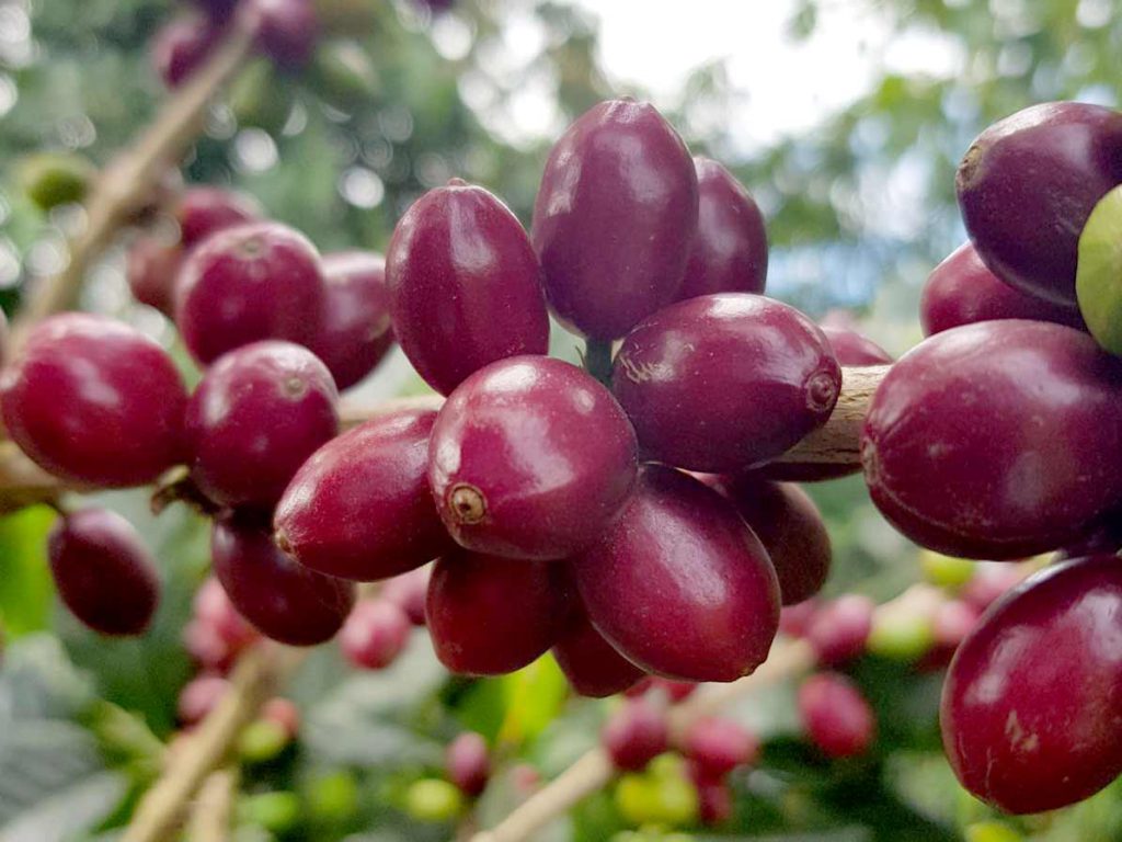 卡杜拉，紫卡杜拉，精品咖啡，哥倫比亞咖啡豆